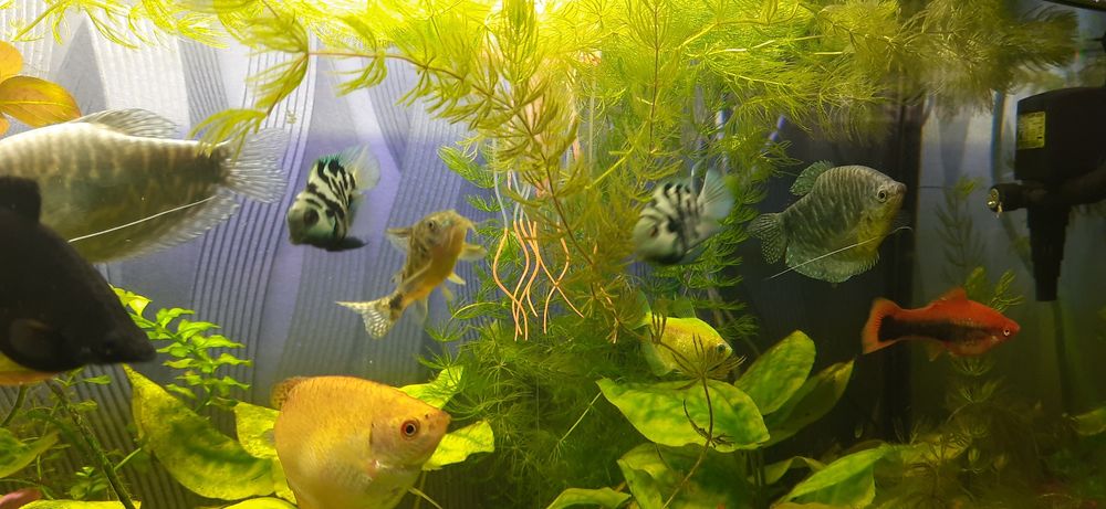 аквариум прямоугольный, 200 литров. (Природа)