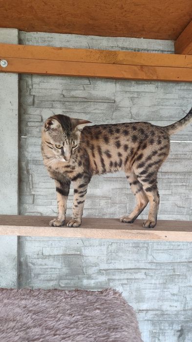 Savannah F5 kocurek