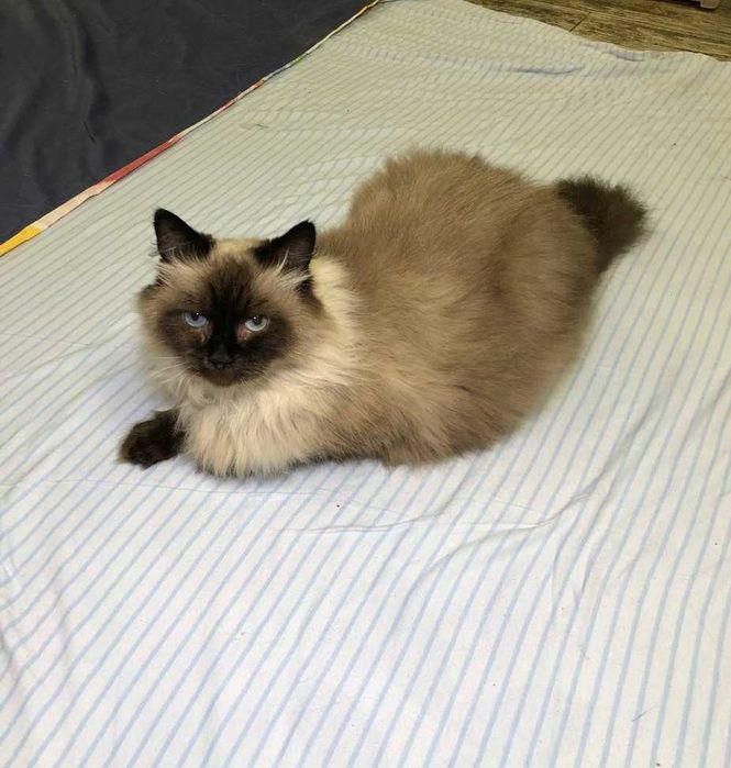 Шикарний ГОЛУБООКИЙ котик МУРКОТ, із золотим характером