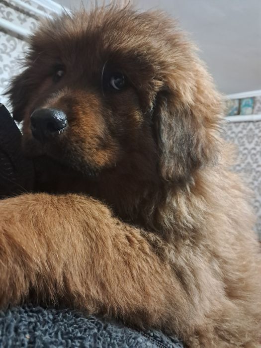 Тібетський мастиф