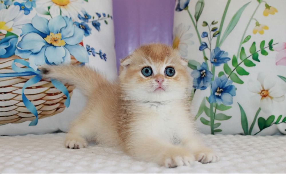 Мальчишка Scottish Fold