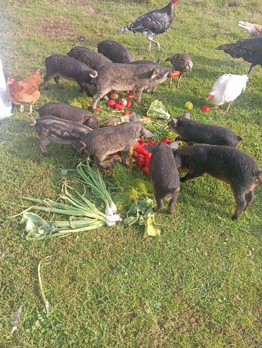 Mangalica prosięta