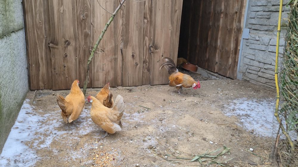 Jajka legowe bantamek