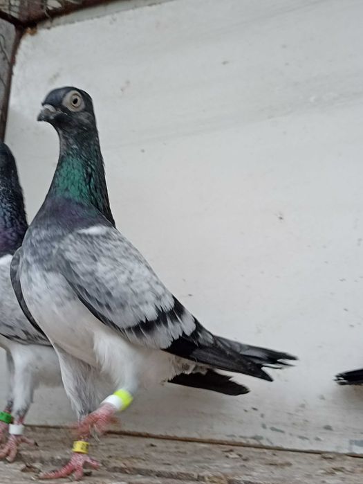 Sprzedam deresze deresz