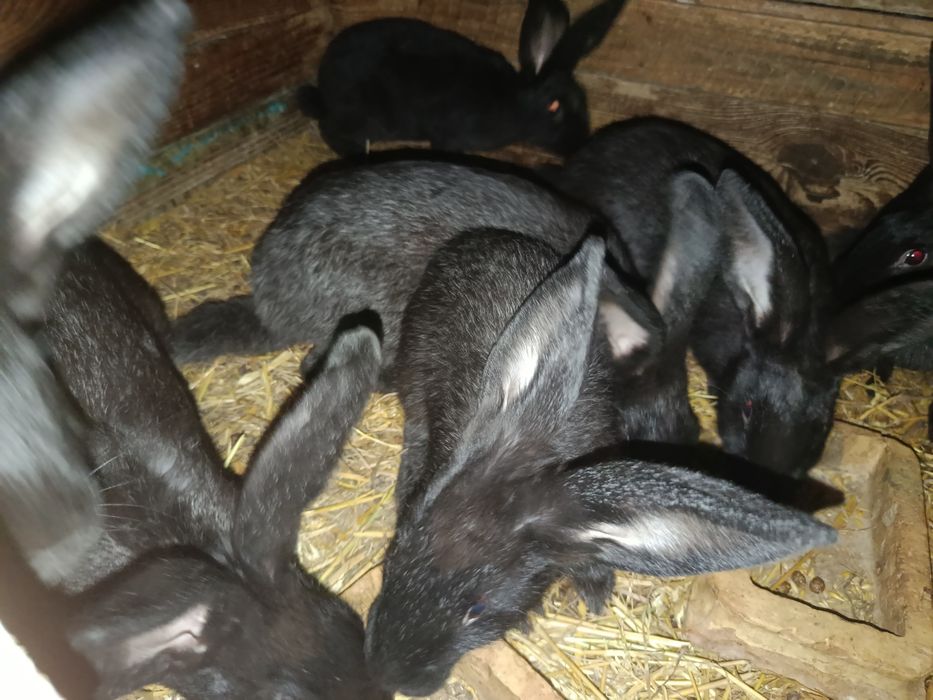 Продаю кроликів полатавське срібло