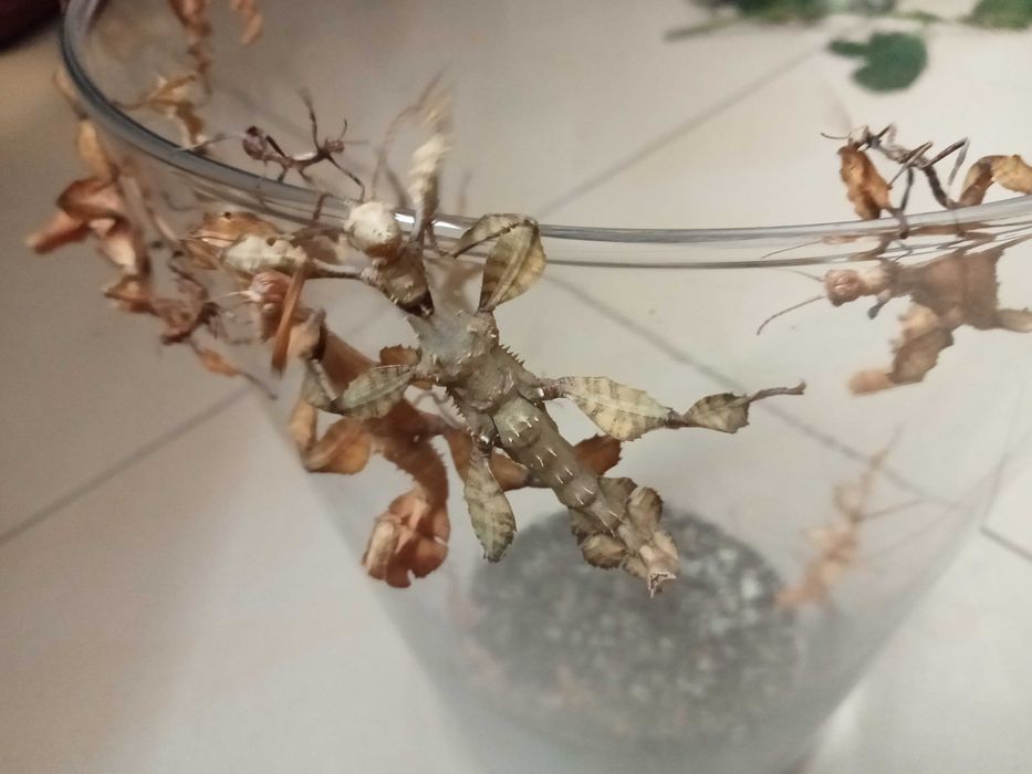 Patyczaki/straszyki Lonchodiodes sp. Ilocos, chiński, pieprz i sól...
