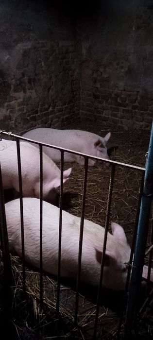 Продам свеней живою битою