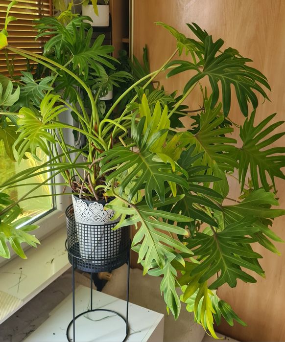 Filodendron Xanadu duży