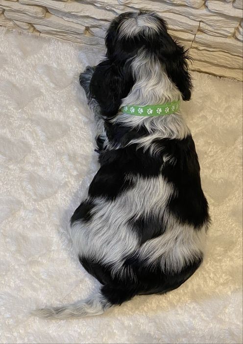 Cocker Spaniel Angielski Pies Bakuś