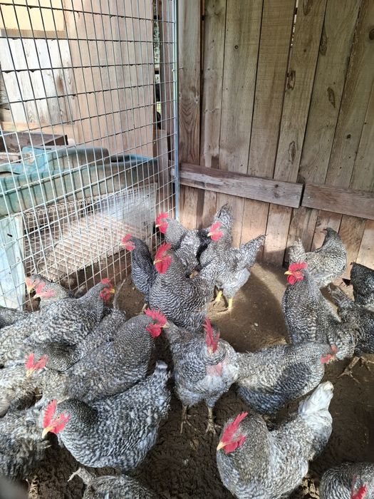 Galos Natal de Quinta