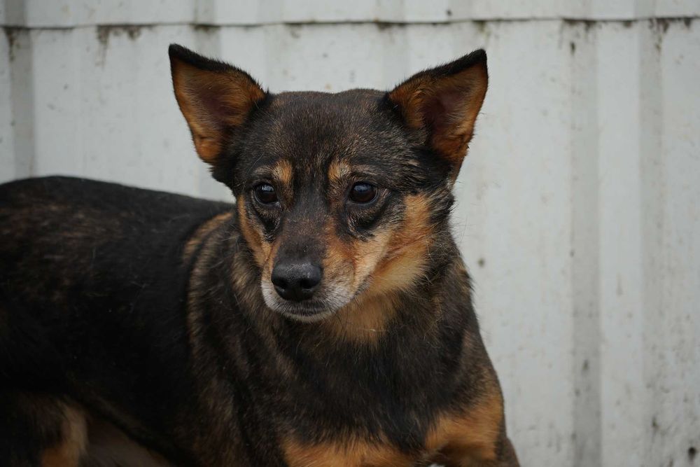 Prada - brązowa suczka szuka domu