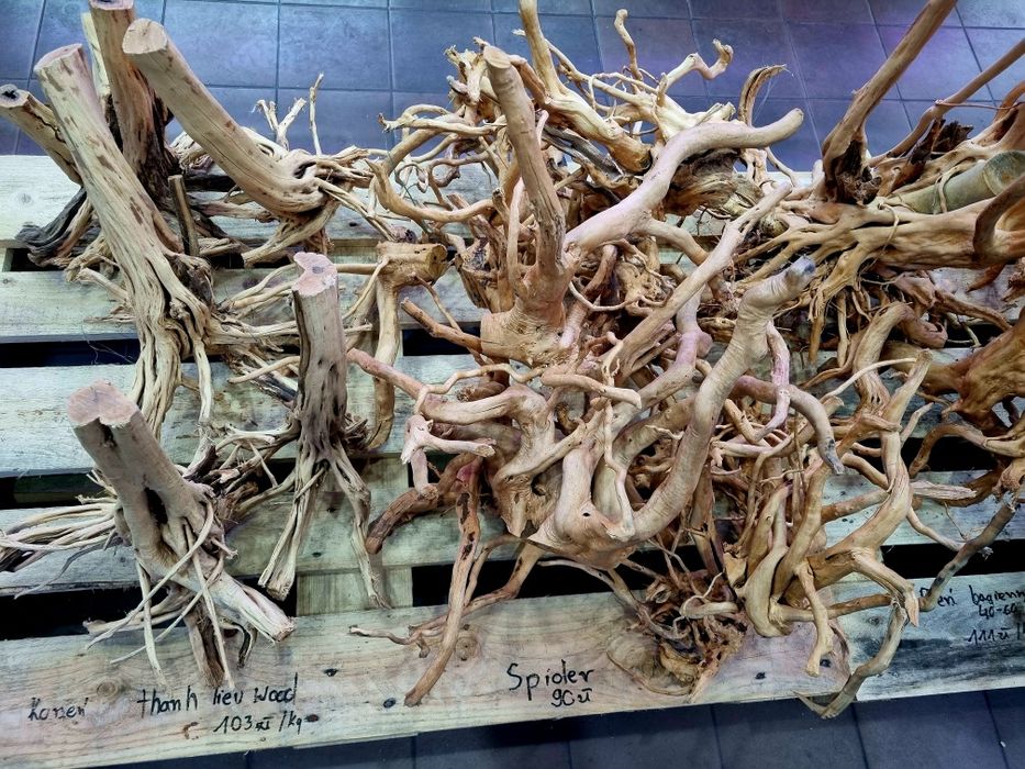 Korzenie spider, pień bagienny, szybko tonące duże i małe red driftwoo