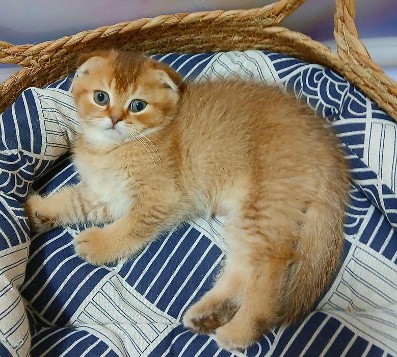 Котик 2ва місяці шоколадно-золотої шиншили