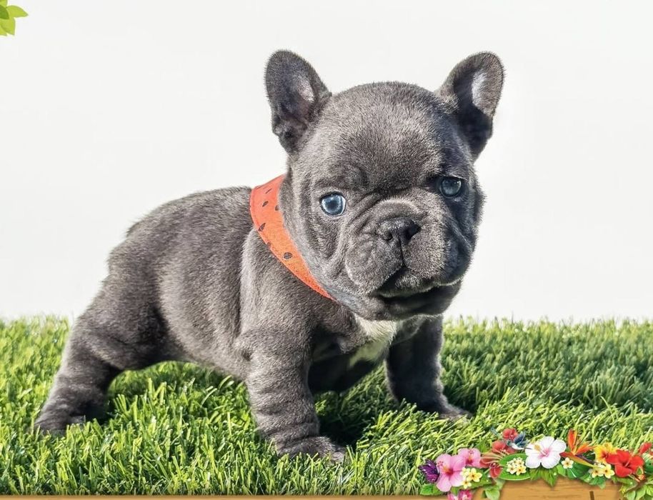 Дівчинка красуня. Блакитна.компактна