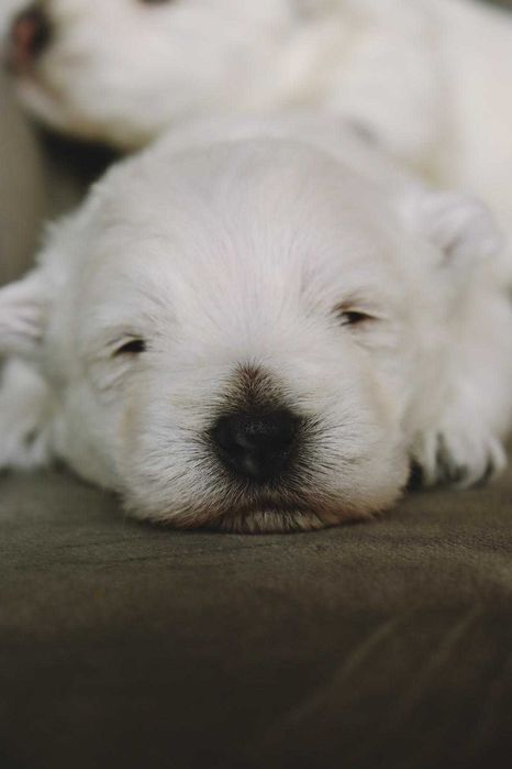 West highland white terrier szczenię z rodowodem bez CMO
