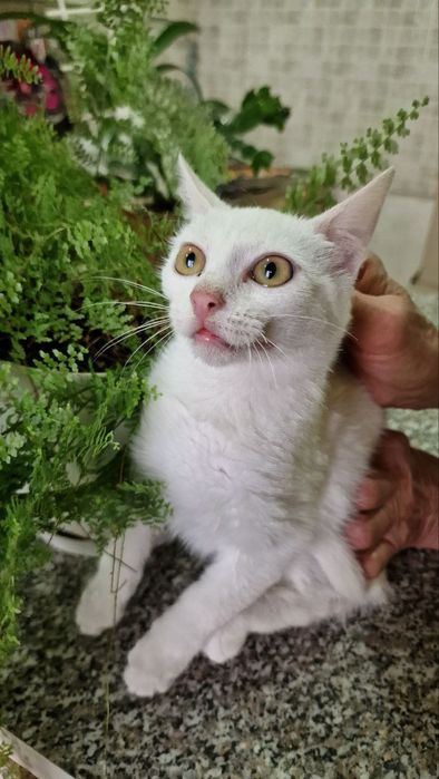 Ищет дом белая кошечка