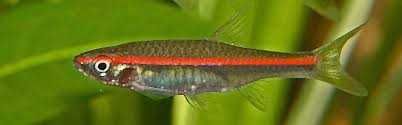Razbora czerwonopręga - Trigonopoma - Rasbora - dowóz, wysyłka