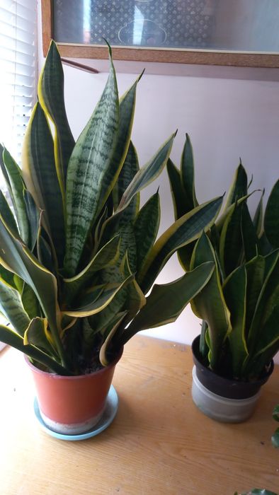 Прикраса  квартири - сансивьера. Невибаглива і красива у дизайні.