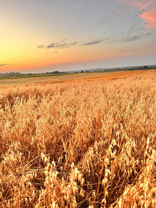 Овес чистий сухий грубий є ОБʼЄМ 2025