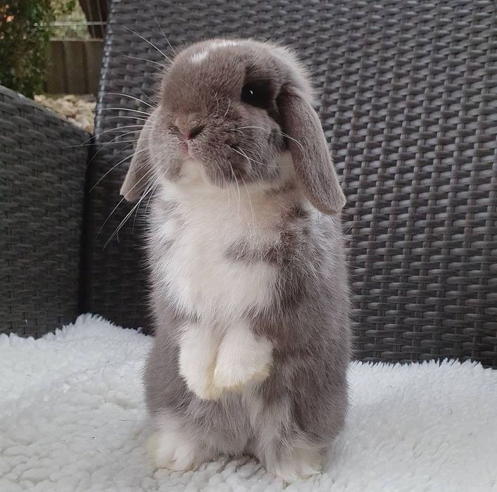 KIT Coelhos anões orelhudos, mini lop, coelhinhos super inteligentes