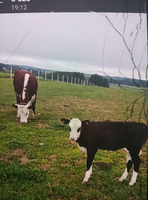 Krowa jałówka ..