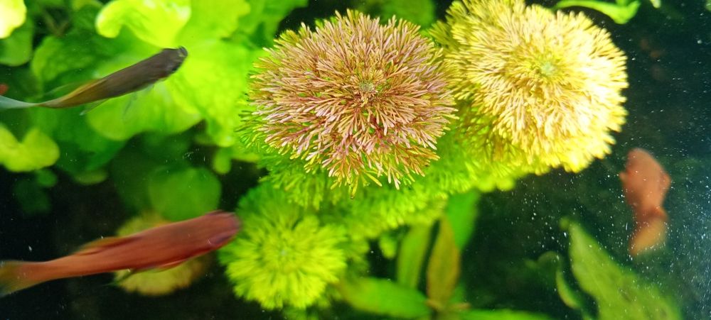 Limnophila Sessiliflora