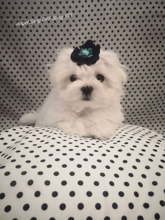 Maltańczyk szczeniaczek Michel Fci