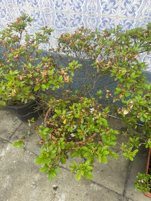 Planta, Azáleas e alguns vasos.