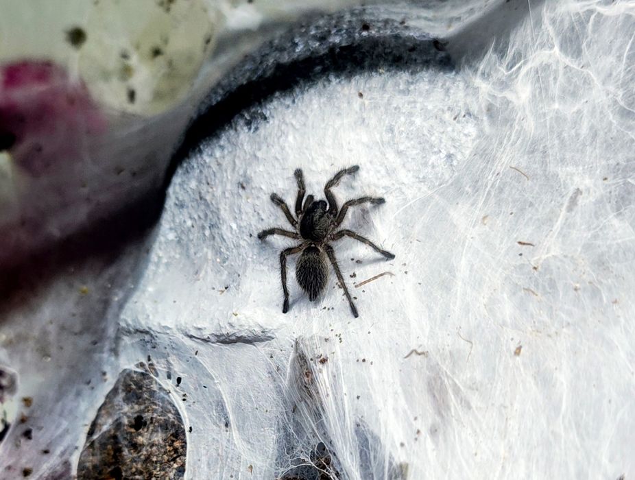 Pająk pająki Monocentropus balfouri