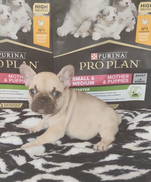 Bulldog Francês Lilac Fawn