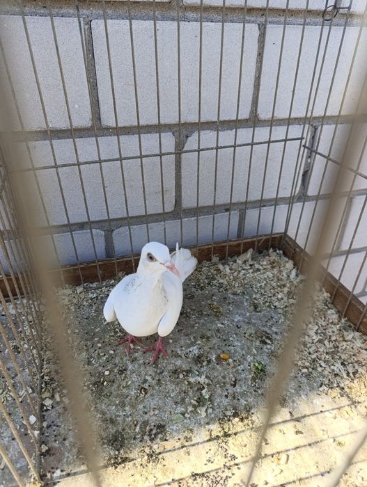 Perłowa samica wyszwancka