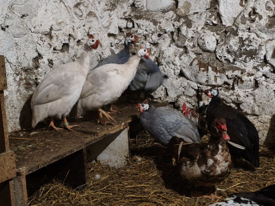 Perliczki Samce Kaczki Samice