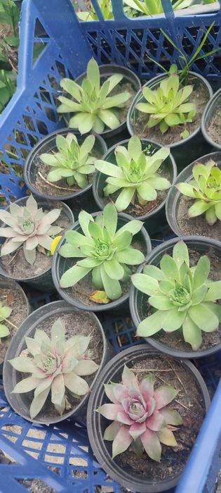 Продам кам'яні рози Молодило для саду