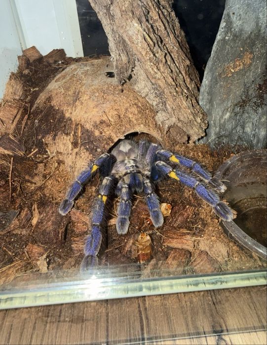 Poecilotheria metallica + terarium