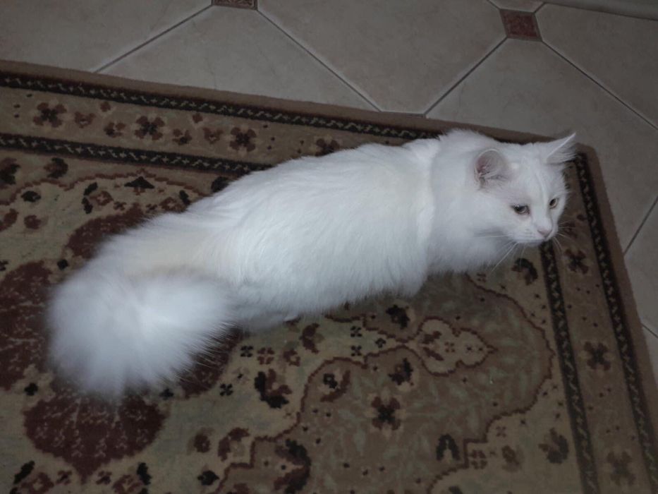 Сніжок шукає нову сім‘ю. 2,5 роки. Кастрований