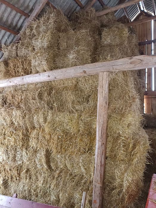 Słoma do sprzedania