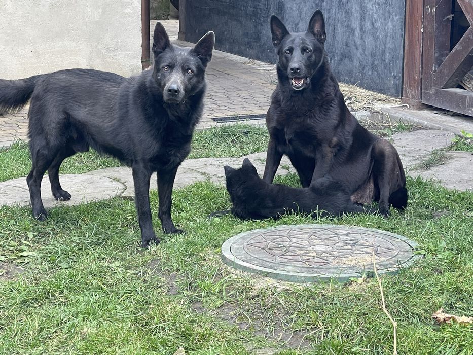 До продажу цуценя німецькоі вівчарки . Найкраще з виводку .