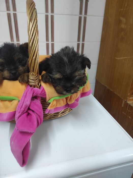 Yorkshire terrier