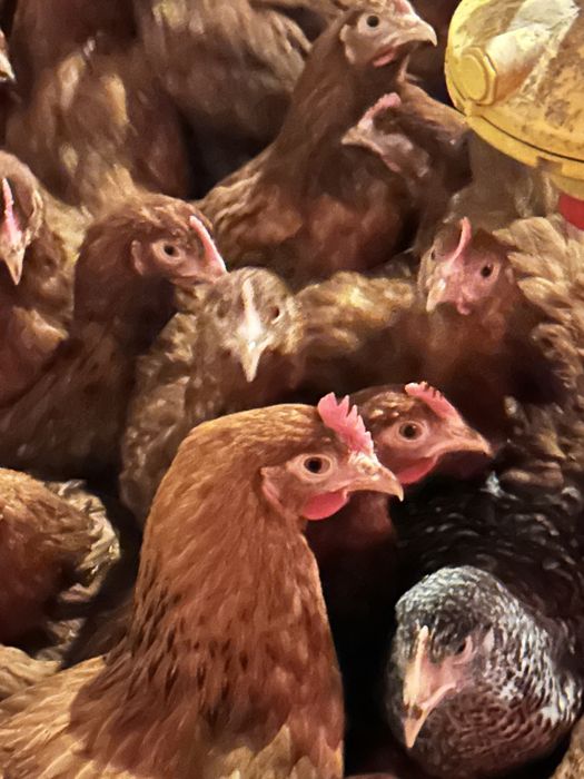 Kury, kurczęta odchowane, indyki, brojlery, kaczki, gęsi