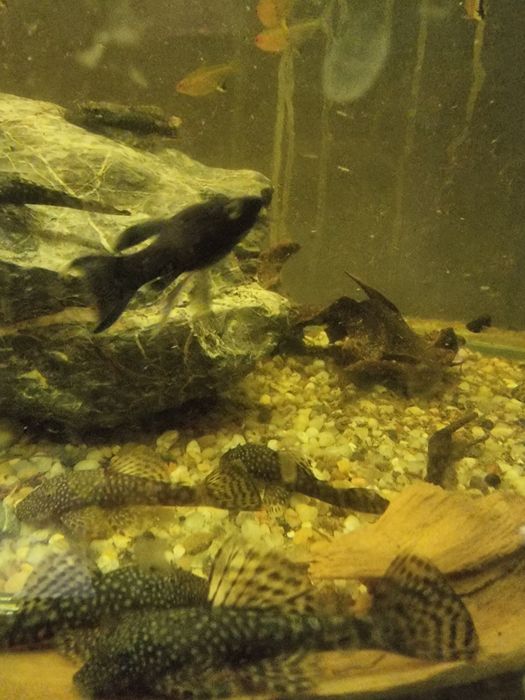 Zbrojnik Zwykły krótka płetwa i długa płetwa  oraz albino