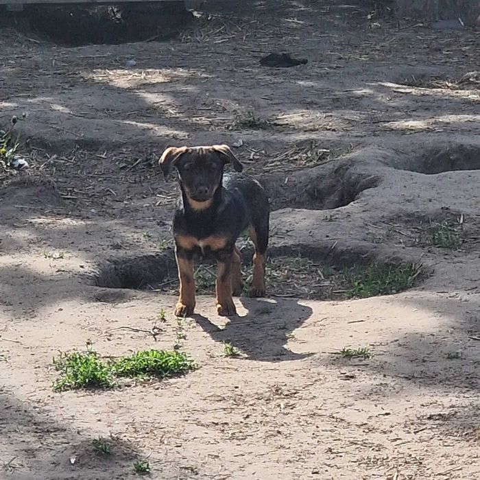 3 miesięczne suczki do adopcji