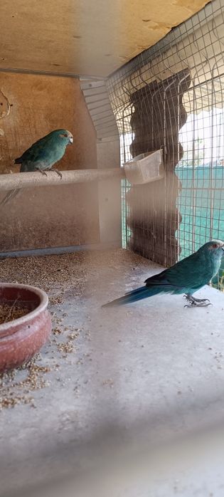 Casal Kakarikis 2022