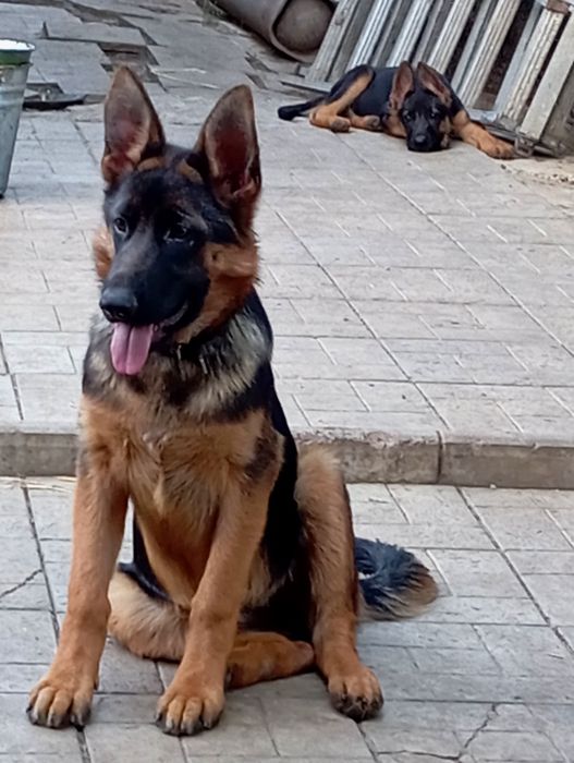 Яркие,черномордые суки с родословными