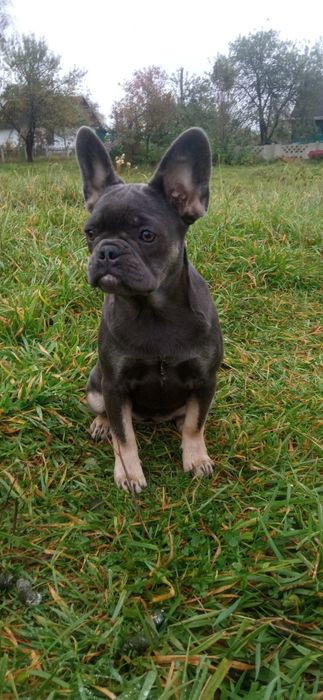 Французькі аристократки