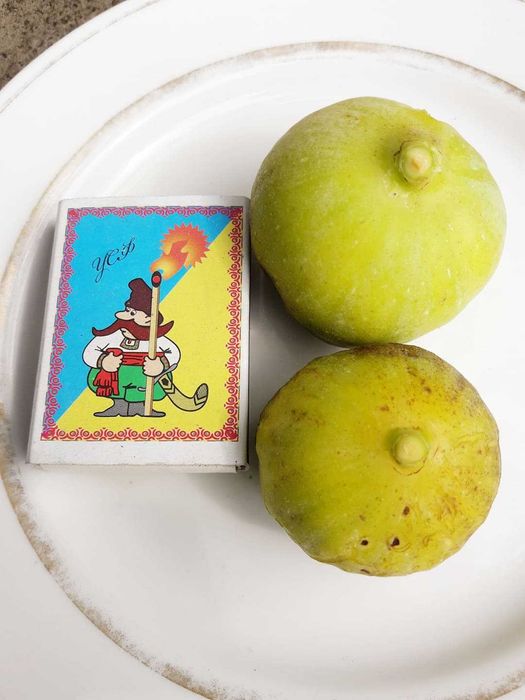 Инжир Комнатный "Подарок октября"