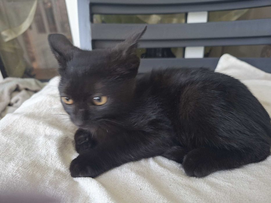 Gatinhos para adoção