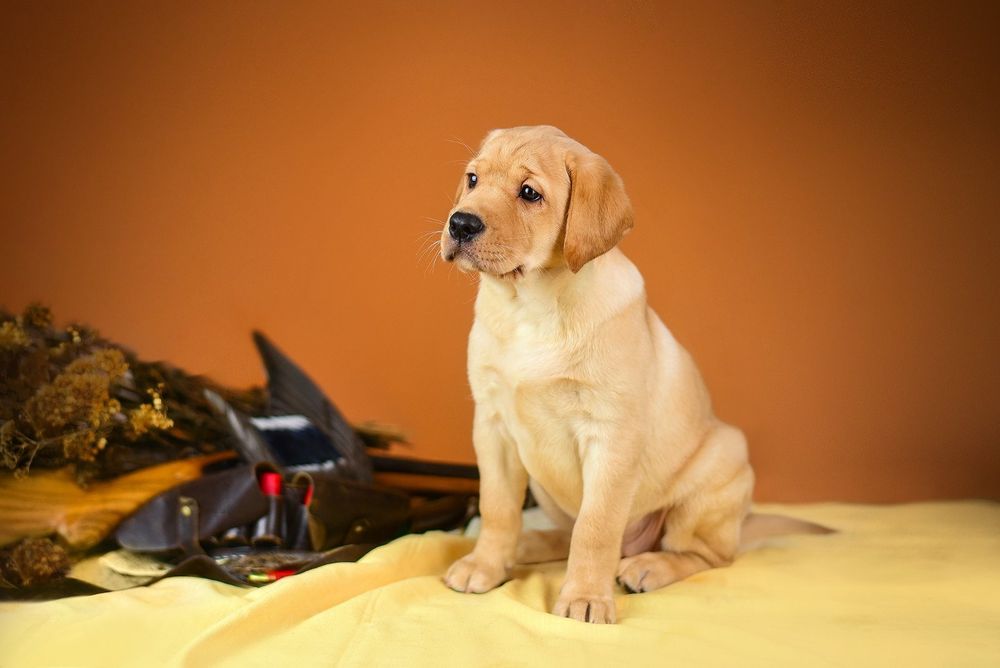 Сладкие малышки лабрадора ретривера!