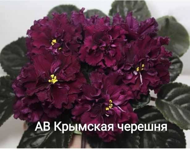 Фіалка Пломбір з чорницею