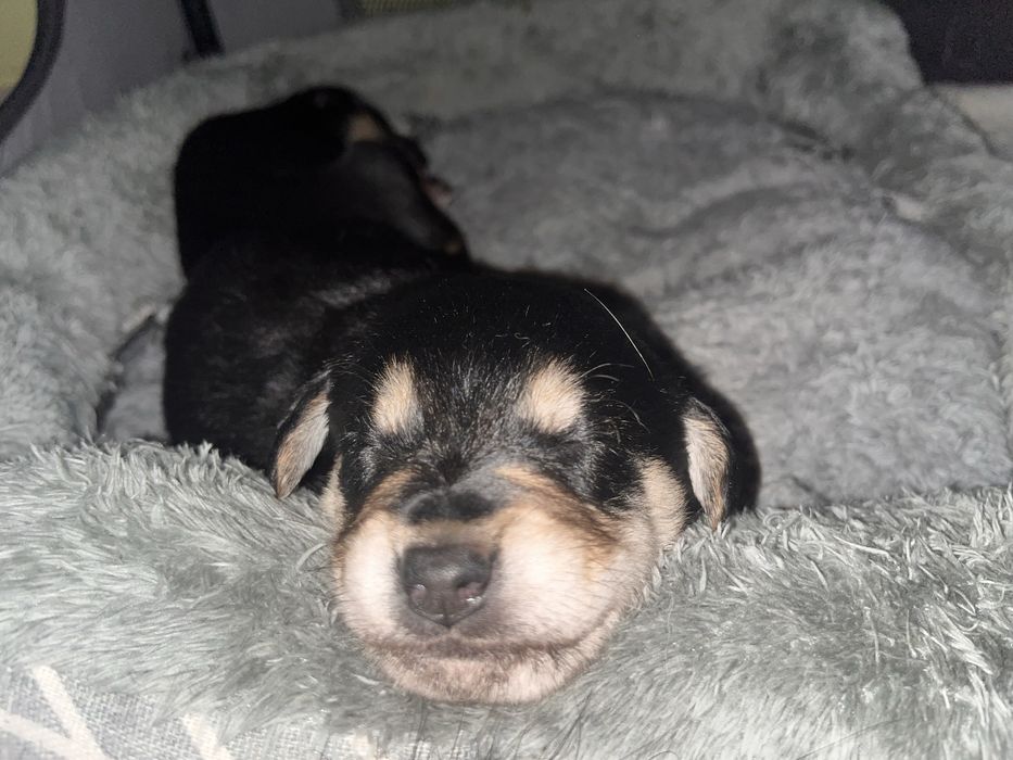 Oddam szczeniaki za darmo