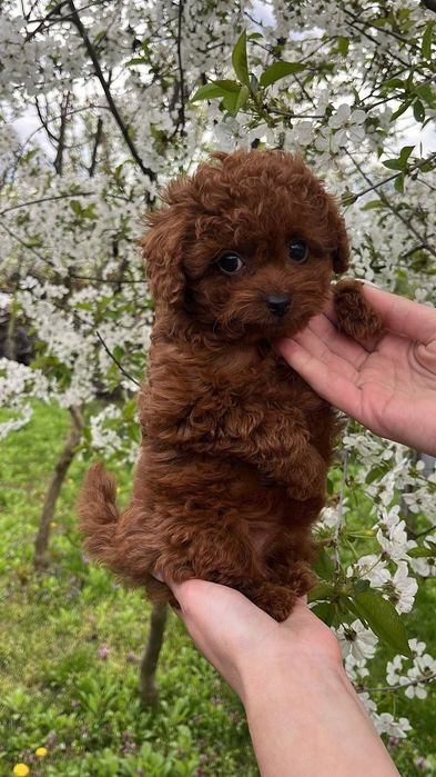 Той-пудель дівчинка 2 міс